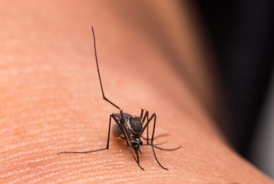 https://www.vecteezy.com/photo/1980245-mosquito-on-skin