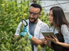 https://www.vecteezy.com/photo/7359899-two-scientists-using-magnifying-glass-checking-cannabis-plant-for-research-in-a-greenhouse-alternative-medicine-growing-organic-cannabis-herb-on-the-farm-marijuana-for-alternative-medical-concept
