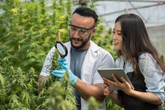 https://www.vecteezy.com/photo/7359899-two-scientists-using-magnifying-glass-checking-cannabis-plant-for-research-in-a-greenhouse-alternative-medicine-growing-organic-cannabis-herb-on-the-farm-marijuana-for-alternative-medical-concept