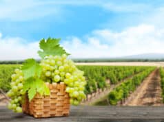 https://www.freepik.com/premium-photo/grape-basket-wooden-table_28568366.htm#query=california%20vineyards&position=10&from_view=search