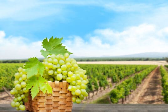 https://www.freepik.com/premium-photo/grape-basket-wooden-table_28568366.htm#query=california%20vineyards&position=10&from_view=search