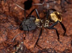 https://www.vecteezy.com/photo/5119653-female-adult-shimmering-golden-sugar-ant