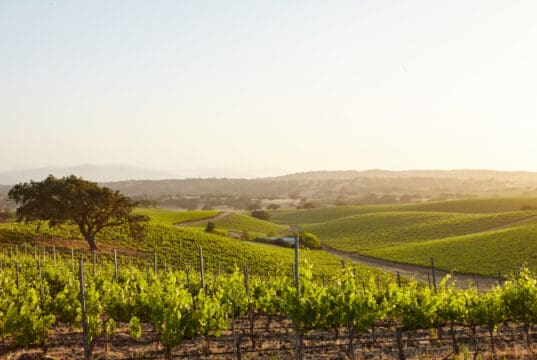 https://www.freepik.com/free-photo/california-vineyards-santa-barbara_9077510.htm#query=napa%20valley&position=10&from_view=search