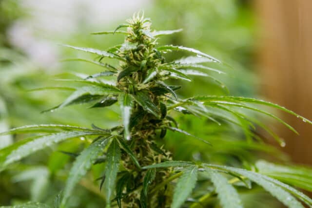 closeup-shot-growing-cannabis-plant https://www.freepik.com/free-photo/closeup-shot-growing-cannabis-plant_17463705.htm#page=2&query=cannabis%20smoke&position=45&from_view=search
