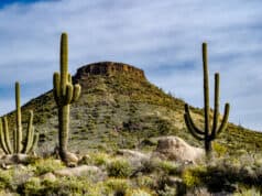 https://www.freepik.com/free-photo/desert-mountain-is-flanked-by-saguaro-cactus_17464078.htm#query=arizona&position=36&from_view=search