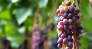 https://www.freepik.com/premium-photo/red-grape-growing-wine-vineyard-ripe-grape-fruit-harvest-nature-food-vine-autumn-copy-space_15829852.htm#page=2&query=winery%20soil&position=16&from_view=search