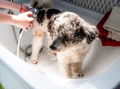 https://www.vecteezy.com/photo/3733998-bichon-frise-mixed-breed-dog-being-washed-by-the-groomer-in-pet-salon