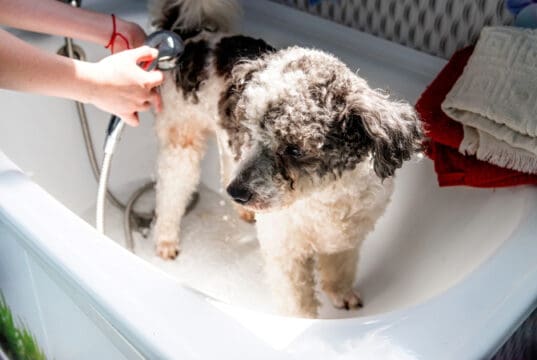 https://www.vecteezy.com/photo/3733998-bichon-frise-mixed-breed-dog-being-washed-by-the-groomer-in-pet-salon