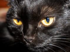 https://www.vecteezy.com/photo/9308777-black-cat-with-yellow-eyes-pet