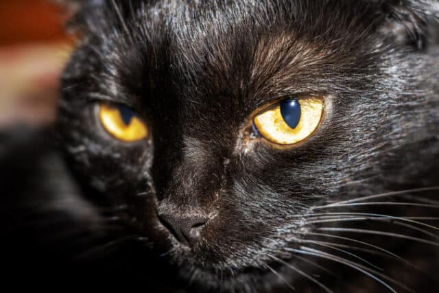 Black cat with yellow eyes. Pet. Portrait. https://www.vecteezy.com/photo/9308777-black-cat-with-yellow-eyes-pet