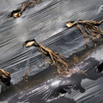 Black plastic sheeting, Jamerson Farms