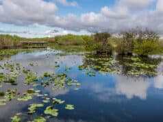 https://www.freepik.com/premium-photo/lake-boardwalk-everglades_29649466.htm#query=florida%20everglades&position=34&from_view=search