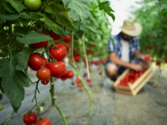 https://www.freepik.com/free-photo/organic-food-farm_11451047.htm#query=farm%20workers&position=17&from_view=search