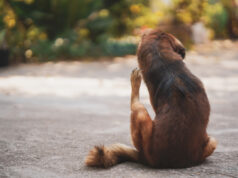 https://www.vecteezy.com/photo/6989348-brown-long-haired-thai-dog-was-scratching-on-the-cement-court