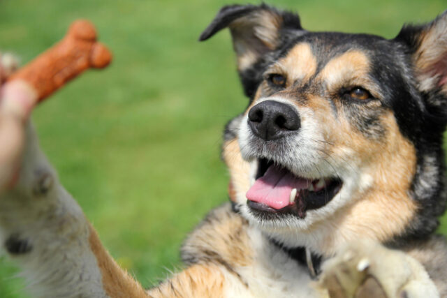 https://www.vecteezy.com/photo/839454-german-shepherd-mix-dog-begging-for-treat