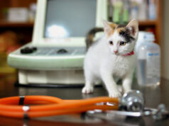 https://www.vecteezy.com/photo/2081481-white-kitten-with-a-stethoscope-in-a-veterinary-office