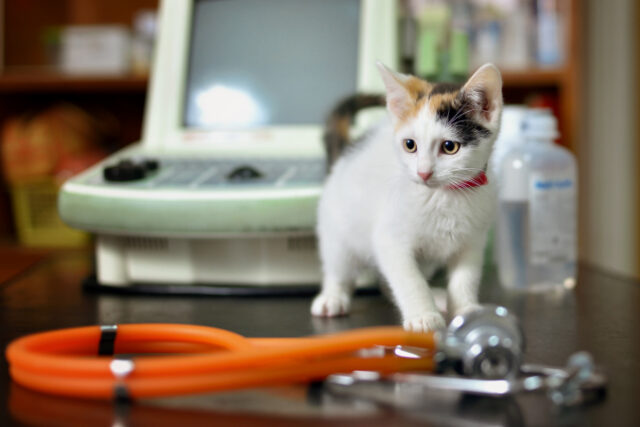 https://www.vecteezy.com/photo/2081481-white-kitten-with-a-stethoscope-in-a-veterinary-office
