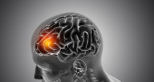 https://www.freepik.com/free-photo/male-medical-figure-with-front-brain-highlighted_7061148.htm#page=3&query=brain&position=9&from_view=search&track=sph
