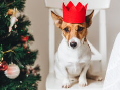 https://www.vecteezy.com/photo/10243758-picture-of-jack-russell-small-dog-in-red-paper-crown-sits-near-decorated-christmas-tree-raises-ears-waits-for-something-delicious-or-tasty-from-people-funny-pet-being-symbol-of-new-year