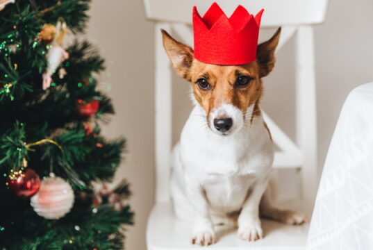 https://www.vecteezy.com/photo/10243758-picture-of-jack-russell-small-dog-in-red-paper-crown-sits-near-decorated-christmas-tree-raises-ears-waits-for-something-delicious-or-tasty-from-people-funny-pet-being-symbol-of-new-year