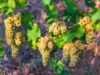 https://www.freepik.com/premium-photo/vines-with-white-grapes-hay_33346907.htm#query=chardonnay%20grapes&position=38&from_view=search&track=sph