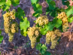 https://www.freepik.com/premium-photo/vines-with-white-grapes-hay_33346907.htm#query=chardonnay%20grapes&position=38&from_view=search&track=sph