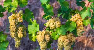 https://www.freepik.com/premium-photo/vines-with-white-grapes-hay_33346907.htm#query=chardonnay%20grapes&position=38&from_view=search&track=sph