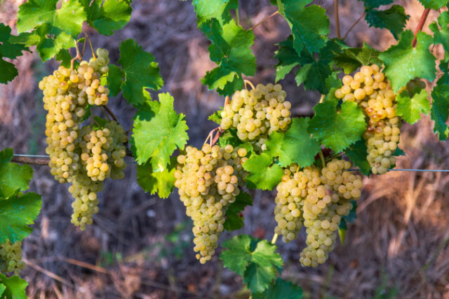 https://www.freepik.com/premium-photo/vines-with-white-grapes-hay_33346907.htm#query=chardonnay%20grapes&position=38&from_view=search&track=sph