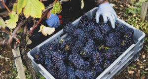 https://www.freepik.com/premium-photo/44648_32080975.htm#query=pinot%20noir&position=21&from_view=search&track=sph