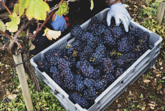 https://www.freepik.com/premium-photo/44648_32080975.htm#query=pinot%20noir&position=21&from_view=search&track=sph