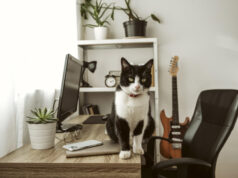 https://www.freepik.com/free-photo/front-view-cat-walking-desk-indoors_11789468.htm#query=home%20office&position=43&from_view=search&track=sph