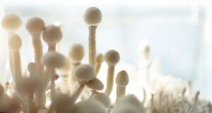 https://www.vecteezy.com/photo/7354589-sterile-container-with-the-mycelium-of-psilocybin-mushrooms-psilocybe-cubensis-pin-and-primordia-of-the-rasta-white-variety-cultivation-creation-of-conditions-microdosing-psychedelic-trip