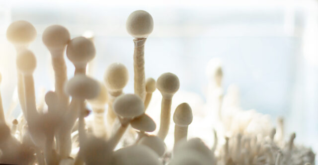 https://www.vecteezy.com/photo/7354589-sterile-container-with-the-mycelium-of-psilocybin-mushrooms-psilocybe-cubensis-pin-and-primordia-of-the-rasta-white-variety-cultivation-creation-of-conditions-microdosing-psychedelic-trip