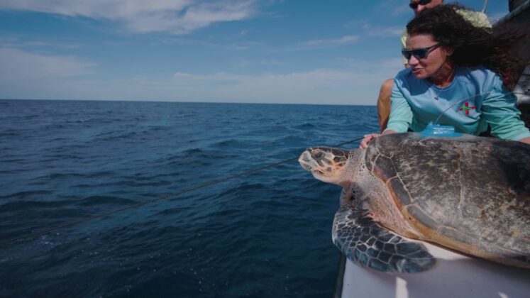 Watch A Rare Rehabilitated Hawksbill Sea Turtle Released - South ...