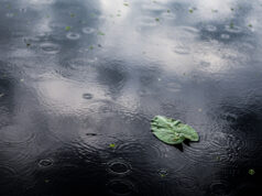 https://www.freepik.com/free-photo/high-angle-closeup-shot-isolated-green-leaf-puddle-rainy-day_10110622.htm#query=rainy%20day&position=2&from_view=search&track=sph