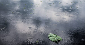 https://www.freepik.com/free-photo/high-angle-closeup-shot-isolated-green-leaf-puddle-rainy-day_10110622.htm#query=rainy%20day&position=2&from_view=search&track=sph