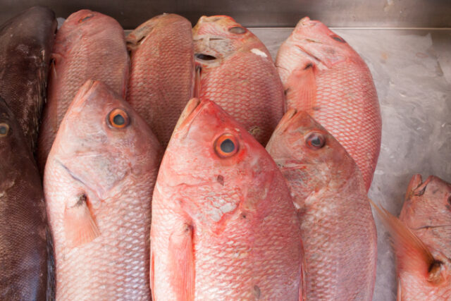 https://www.vecteezy.com/photo/11943633-fresh-caught-red-snapper-on-ice-for-sale-at-a-local-fish-market-in-brazil