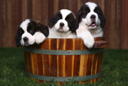 https://www.vecteezy.com/photo/3615589-three-adorable-saint-bernard-puppies-in-a-barrel