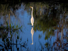 https://www.freepik.com/free-photo/beautiful-shot-egret-standing-water_17232474.htm#query=florida%20everglades&position=7&from_view=search&track=ais