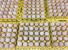 https://www.freepik.com/premium-photo/brown-raw-chicken-eggs-yellow-egg-tray-cardboard-with-room-eggs-pile-egg-box_25522353.htm#query=many%20egg%20cartons&position=14&from_view=search&track=ais