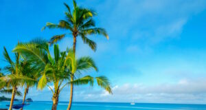 https://www.freepik.com/premium-photo/coconut-tree-sky-background_25821175.htm#query=beaches&position=7&from_view=search&track=sph