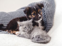 https://www.freepik.com/premium-photo/kitten-puppy-group-two-small-animals-lie-together-bed-sad-gray-kitten-black-puppy-white-blanket-alone-home-cat-dog-friends-beautiful-animal-children_15830367.htm#query=puppy%20kitten&position=29&from_view=search&track=ais