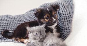 https://www.freepik.com/premium-photo/kitten-puppy-group-two-small-animals-lie-together-bed-sad-gray-kitten-black-puppy-white-blanket-alone-home-cat-dog-friends-beautiful-animal-children_15830367.htm#query=puppy%20kitten&position=29&from_view=search&track=ais