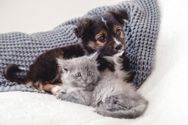 Kitten and puppy. Group of two small animals lie together on bed. Sad gray kitten and black puppy on white blanket alone at home. Cat dog friends. Beautiful animal children https://www.freepik.com/premium-photo/kitten-puppy-group-two-small-animals-lie-together-bed-sad-gray-kitten-black-puppy-white-blanket-alone-home-cat-dog-friends-beautiful-animal-children_15830367.htm#query=puppy%20kitten&position=29&from_view=search&track=ais