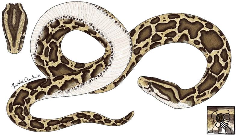 A USGS-Led Publication Offers A New Look At The Constrictor That Has ...