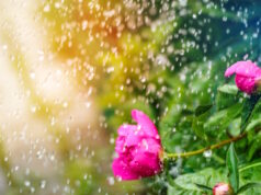 https://www.freepik.com/premium-photo/beautiful-summer-background-with-pion-flower-rain_28361858.htm#query=spring%20showers&position=11&from_view=search&track=ais
