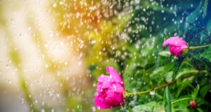 https://www.freepik.com/premium-photo/beautiful-summer-background-with-pion-flower-rain_28361858.htm#query=spring%20showers&position=11&from_view=search&track=ais