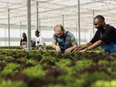 https://www.freepik.com/free-photo/diverse-men-women-working-greenhouse-inspecting-green-plants-crop-pests-damage-quality-control-group-bio-farm-workers-cultivating-different-types-lettuce-microgreens_30770572.htm#query=farming&position=18&from_view=search&track=sph