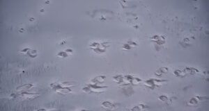https://www.freepik.com/premium-photo/footprints-sand-dog-abstract-background-texture-beach_39337067.htm#page=4&query=footsteps&position=15&from_view=search&track=sph