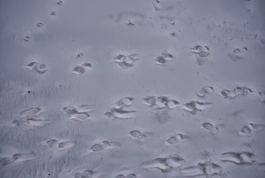 https://www.freepik.com/premium-photo/footprints-sand-dog-abstract-background-texture-beach_39337067.htm#page=4&query=footsteps&position=15&from_view=search&track=sph